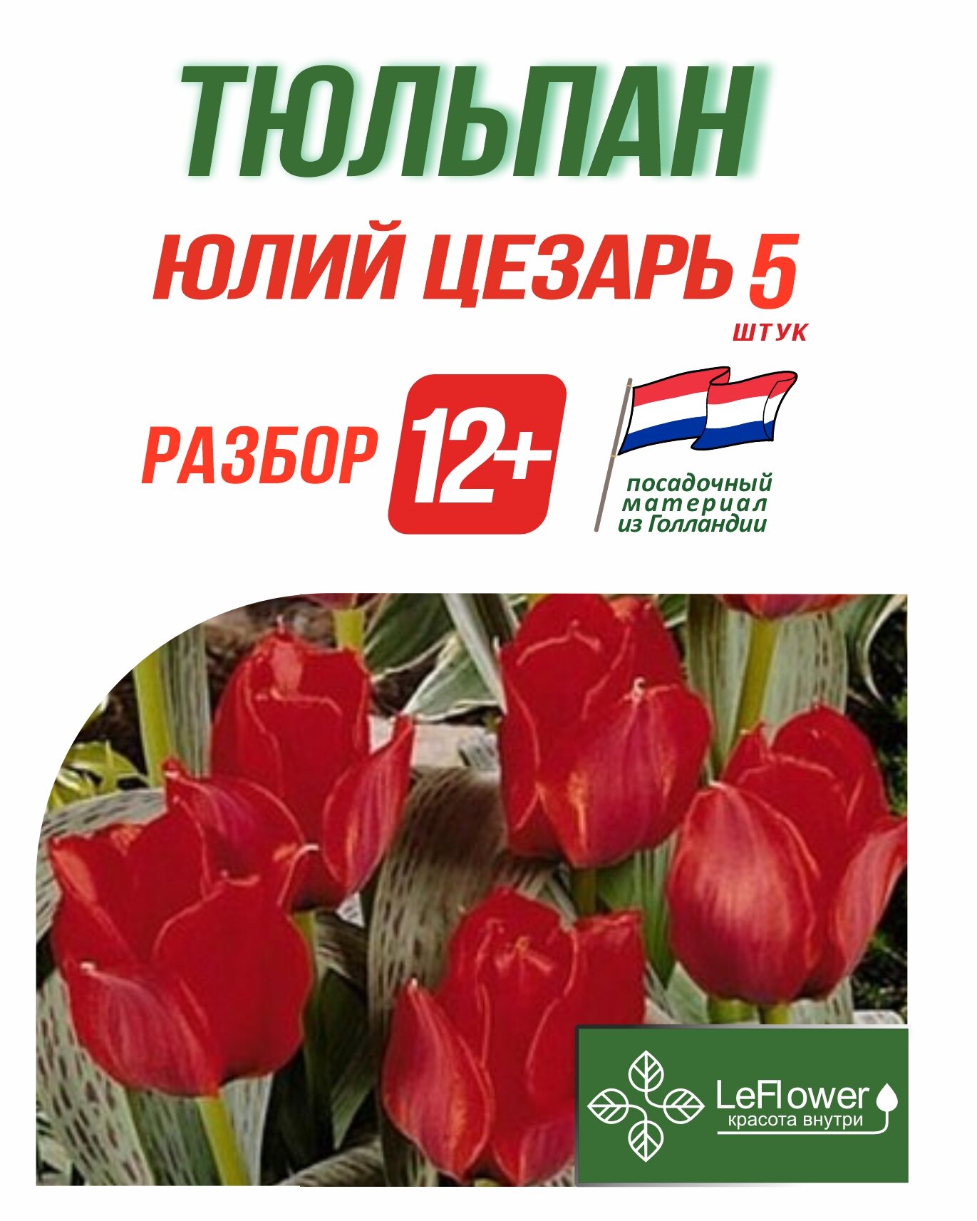 Тюльпан Луковица Юлий Цезарь 5 шт разбор 12+ (LeFlower)