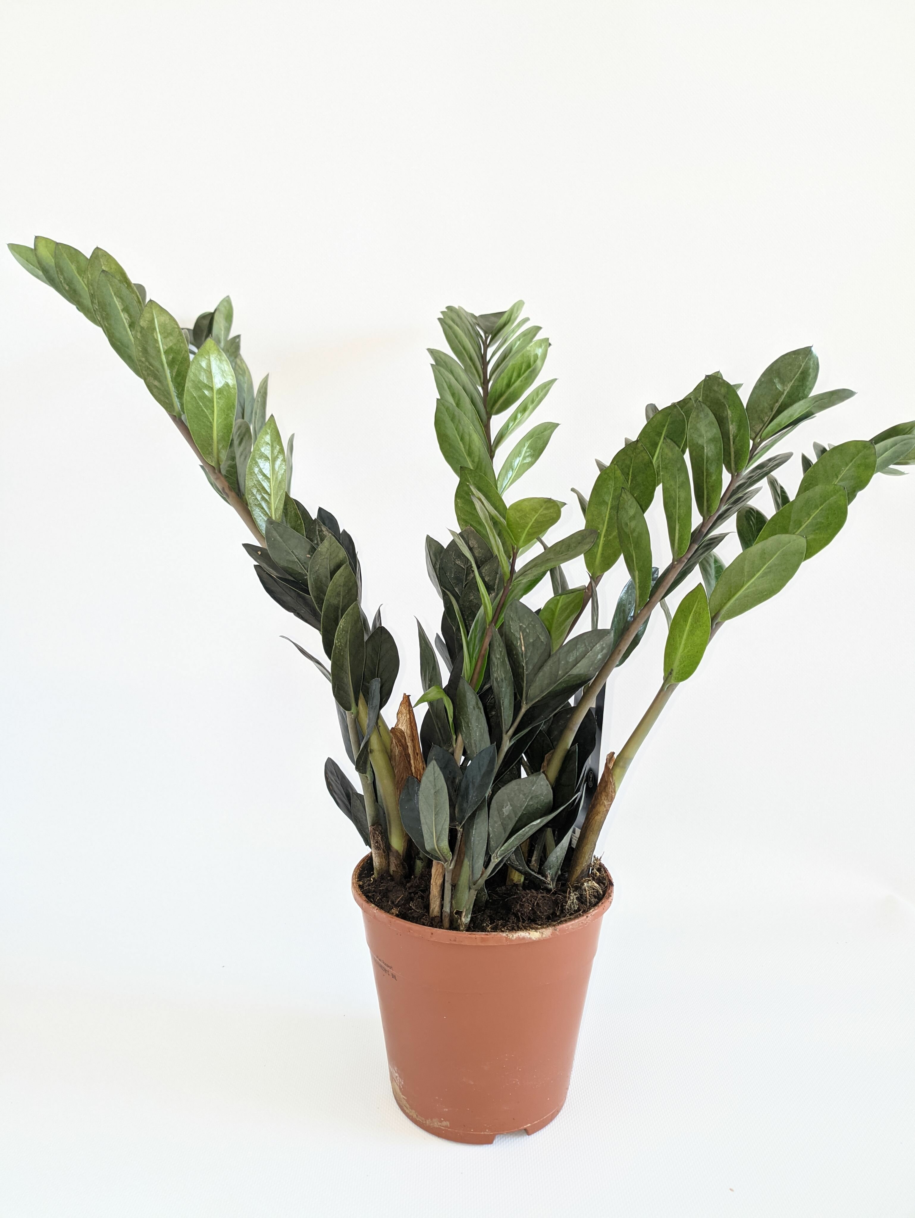 Замиокулькас Равен 14/35 см. Комнатное растение горшечное.
