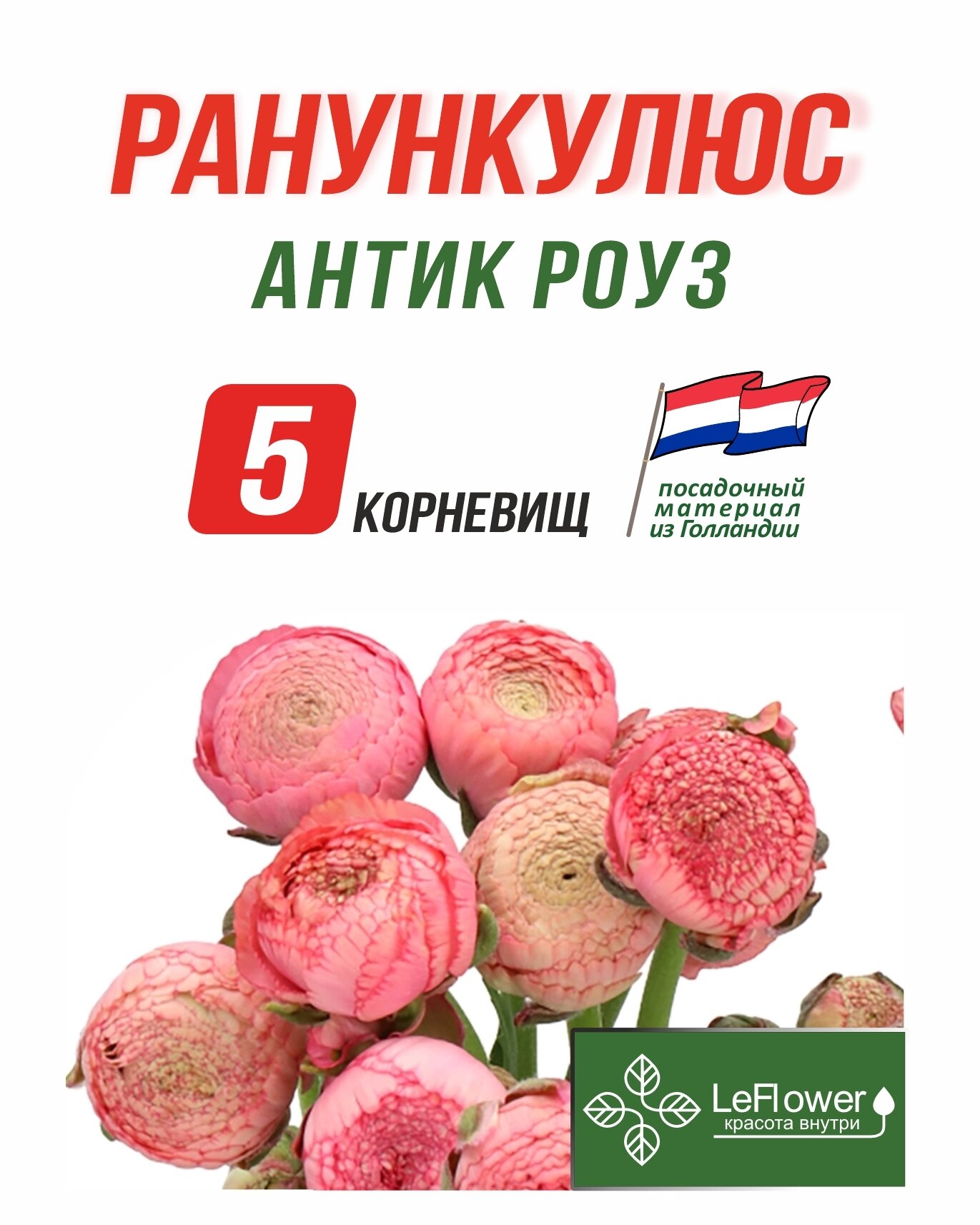 Корневище Ранункулюс Антик Роуз 5шт