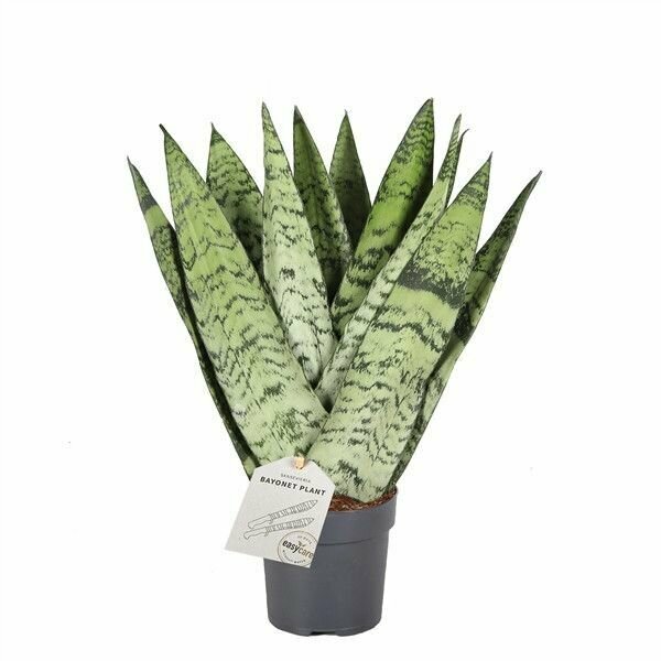 Сансевиерия Зейланика Фан (Sansevieria zeylanica Fan) D6см