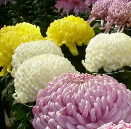 Хризантема срезочная набор укорененных черенков микс цветов 12 штук