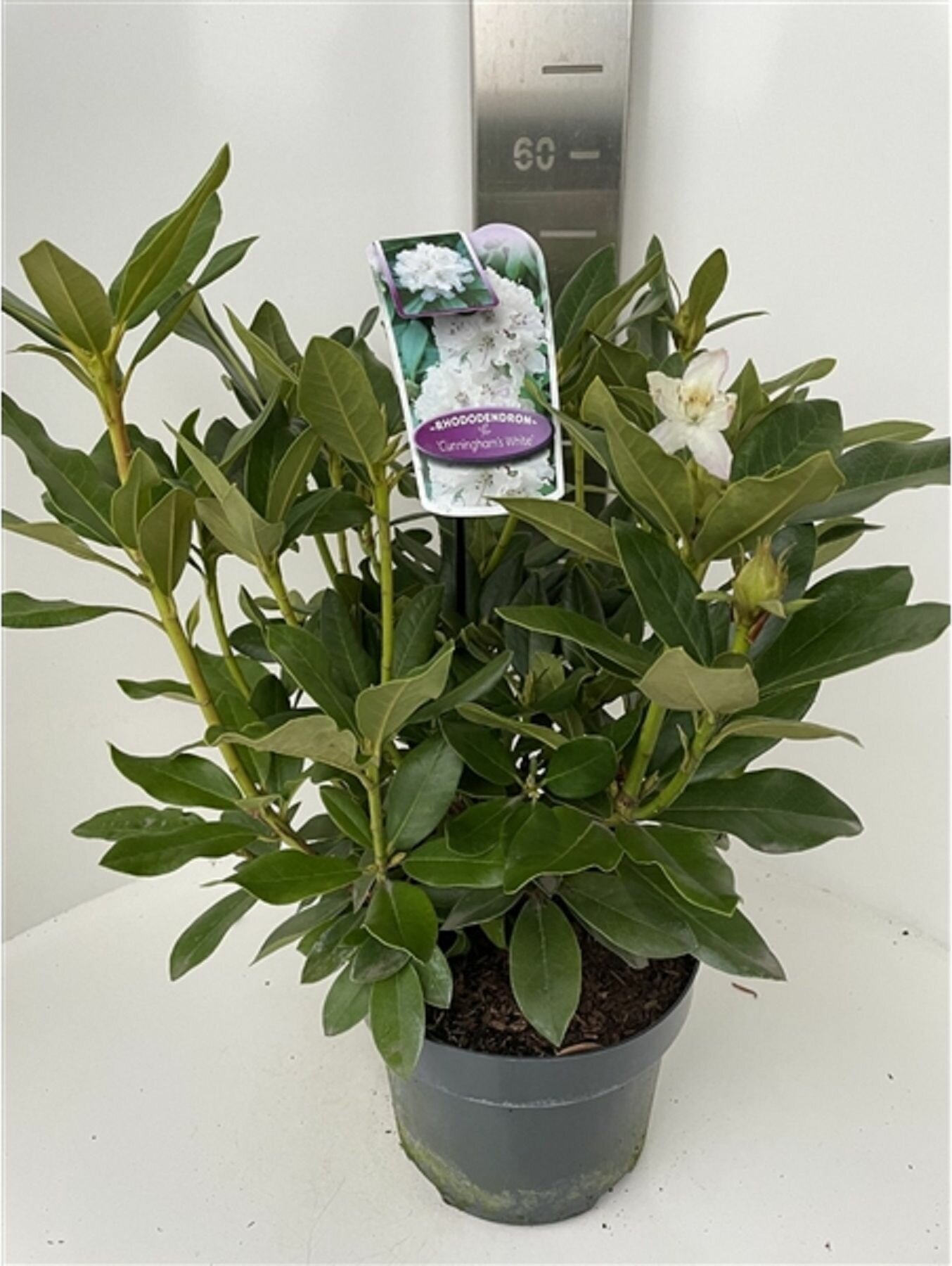 Растение Рододендрон каннингемс уайт 875658 С5 H30-40