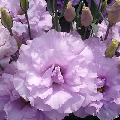Цветок Эустома крупноцветковая Корелли Лавендер (5 шт.)