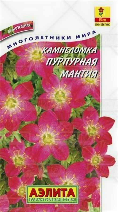 В заказе: 10 пачек семян / Камнеломка Пурпурная мантия 002г Мн 15см (Аэлита)