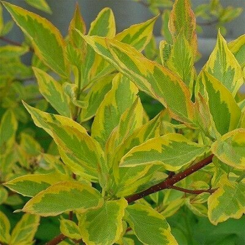 Дерен белый Cornus alba Gouchaultii 2 штуки