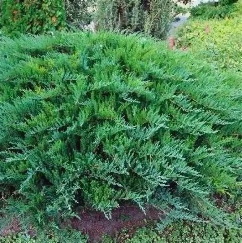 Можжевельник казацкий Juniperus sabina Tamariscifolia С2