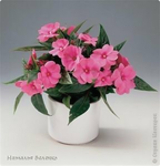 Бальзамин (Импатиенс) Impatiens (Бальзамин (Импатиенс) Impatiens) - изображение