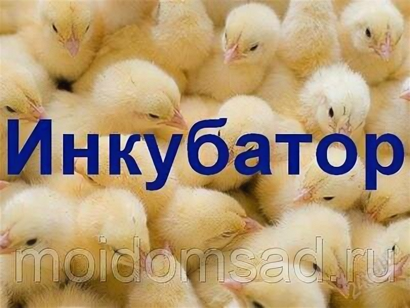 Инкубатор на 36 яиц 220/12 Несушка автоматический поворот цифровой термометр - фотография № 1