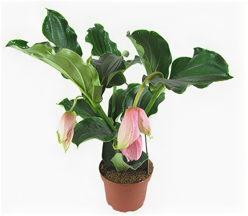 Леруа мерлен каталог комнатных цветов Фитостудия-63.ру