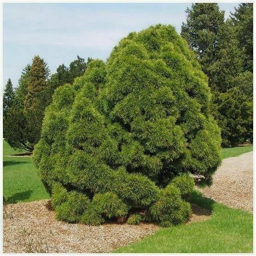 Сосна обыкновенная Globosa Viridis Саженцы С1 (1 литр) ЗКС - Деревья хвойные