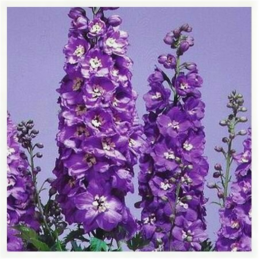 Дельфиниум (живокость) культурный Magic Fountains Lavender with White Bee Саженцы С1 (1 литр) ЗКС - Цветы многолетние