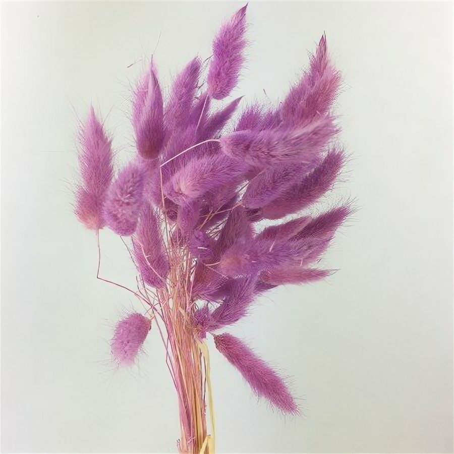 Лагурус пурпурный сухоцвет