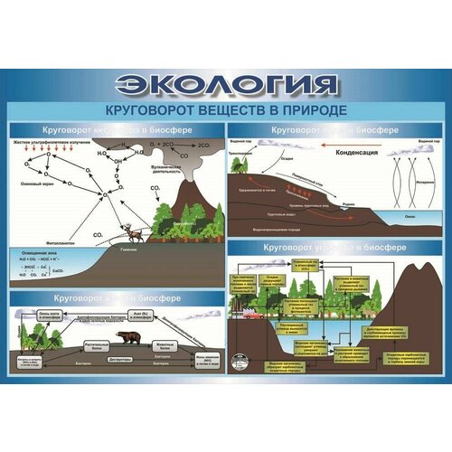 Плакат - таблица Экология Круговорот веществ в природе (1,2x1,68)