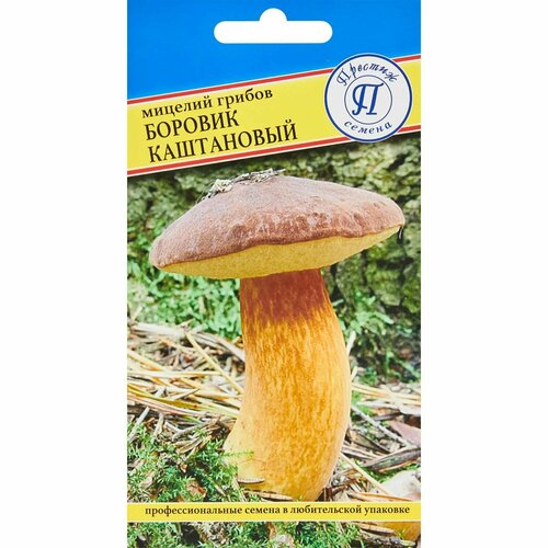 Мицелий грибов боровик Каштановый грибы австралийский боровик семена