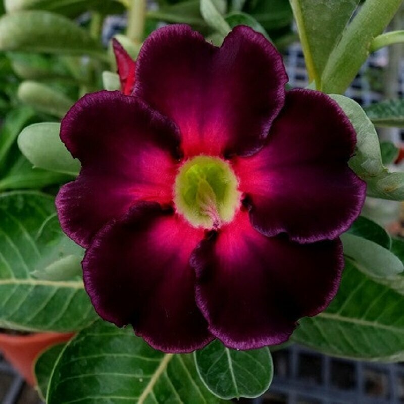 Адениум Adenium Obesum Desert Rose KO-108 семена цветы