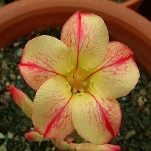 Адениум, Adenium Obesum Desert Rose STAR OF YELLOW DREAM, семена, цветы