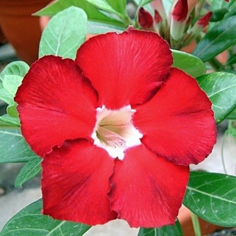 Адениум Adenium Obesum Desert Rose ROYAL RUBY семена цветы