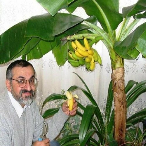 Банан комнатный, семена