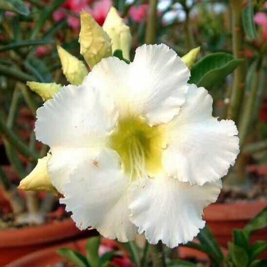 Адениум Adenium Obesum Desert Rose ARCTIC SNOW семена цветы