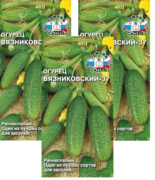 Семена Огурец Вязниковский-37 05 г (СеДеК)  3 пакетика * 05 г