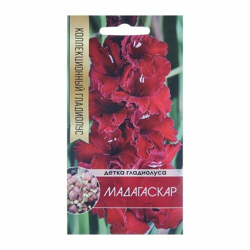 Клубнепочка гладиолуса Мадагаскар темно-бордовый 5 шт 416₽
