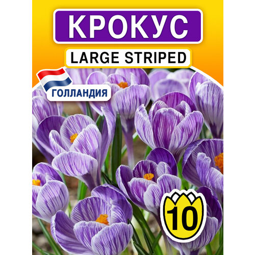 Луковичные цветы Крокус Large Striped 10 шт