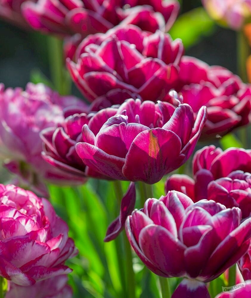 Луковичные цветы Тюльпан Dream Touch 5 шт - фотография № 6