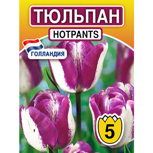 Луковица Тюльпан Hotpants 5 шт многолетнееее луковичное растение