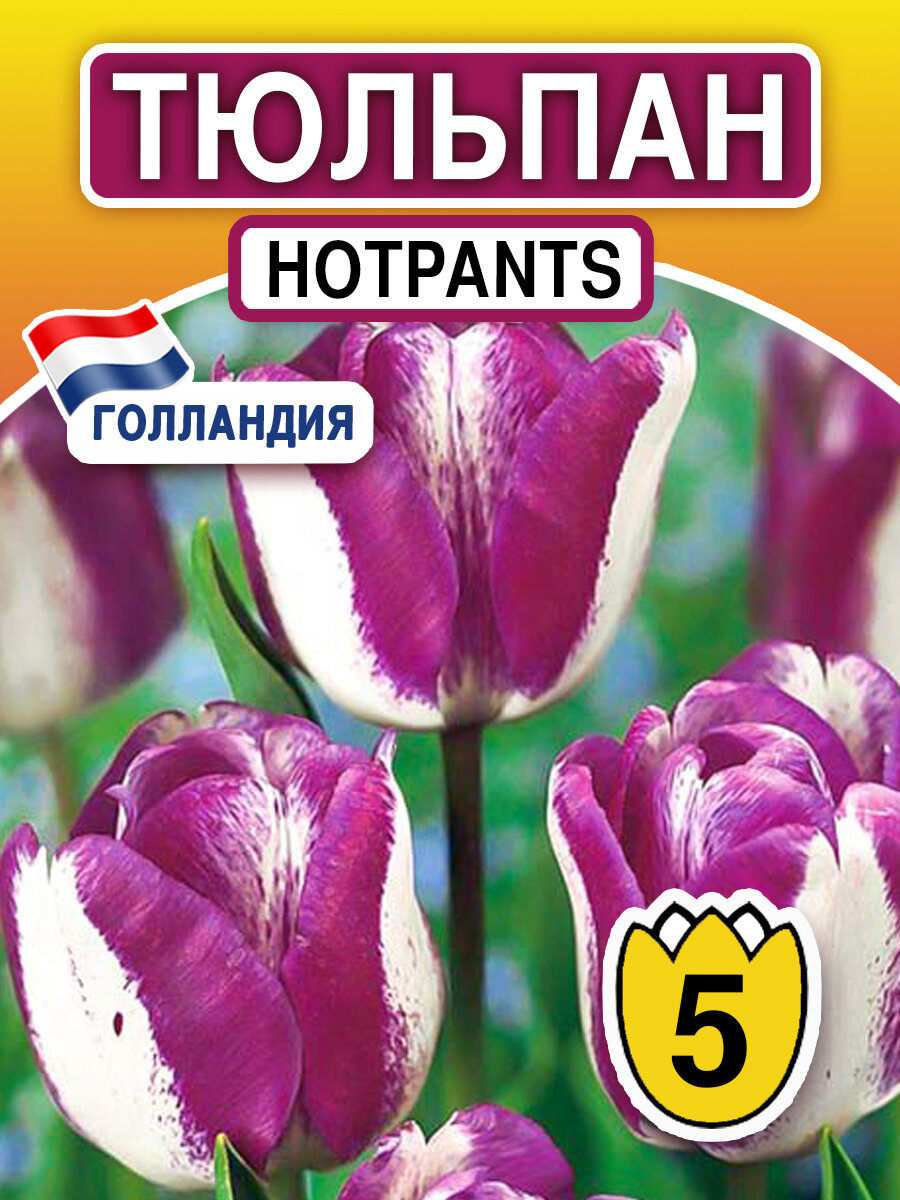 Луковица Тюльпан Hotpants 5 шт многолетнееее луковичное растение - фотография № 1