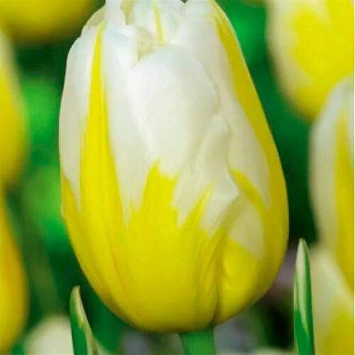 Тюльпан триумф Хэппи Пипл (Tulipa) Луковицы/Разбор 12/14/Открытая (ОКС)