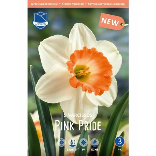 Нарцисс Пинк Прайд(Pink Pride), 5 шт