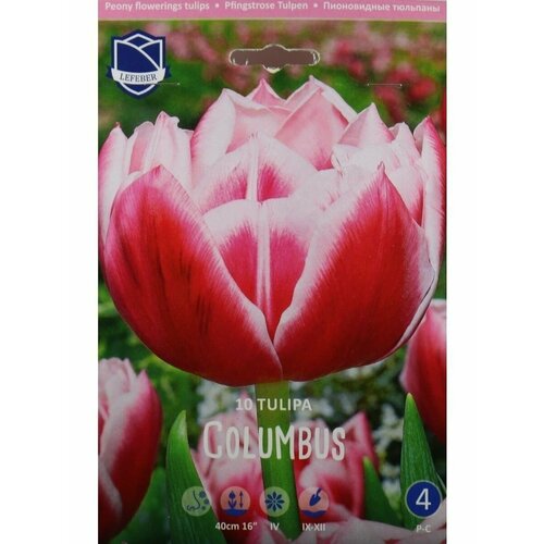 Тюльпан Колумбус(Columbus), 10 шт