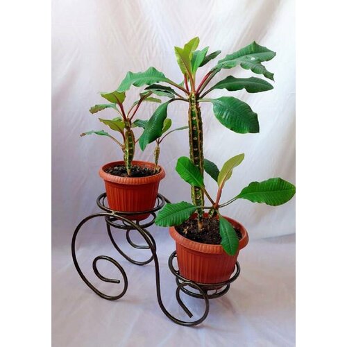 Подставка для цветов на 2 горшка 