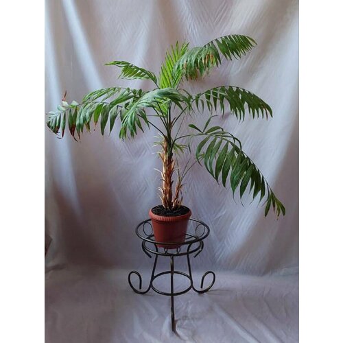 Подставка для цветов на 1 горшок 