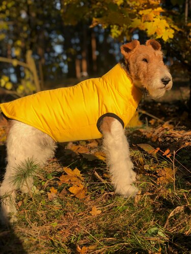 Изображение товара Жилет для собак зимний на молнии, желтый, размер М