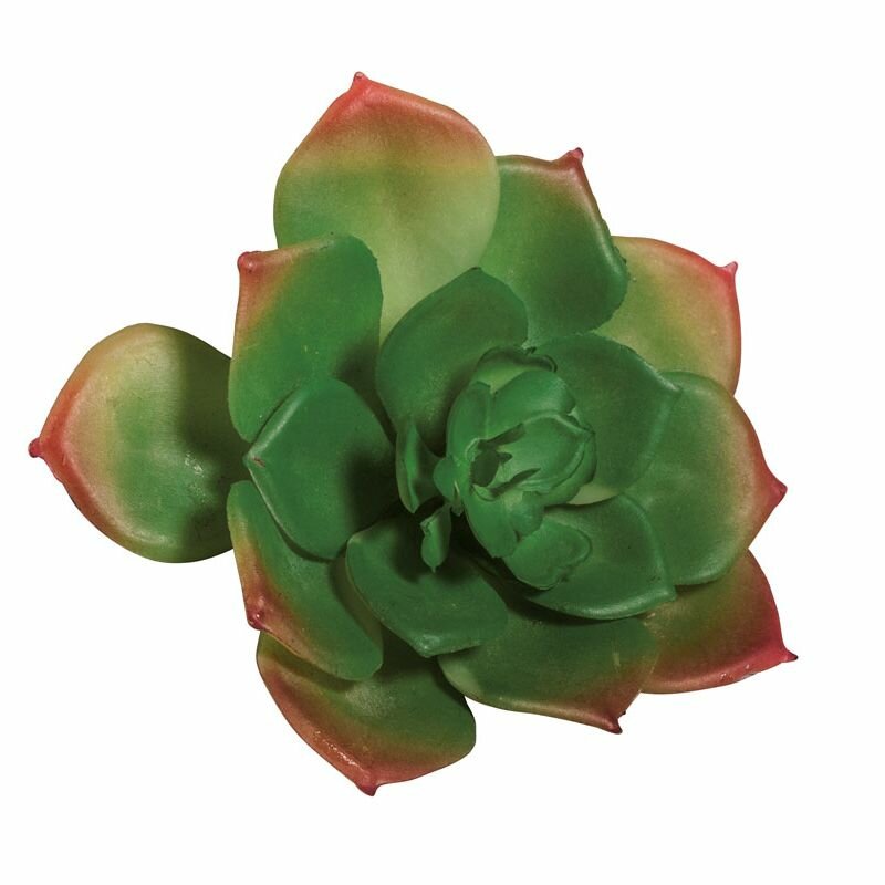 Декоративный цветок Rayher "Суккулент Эхеверия зеленый", зеленый, пластик