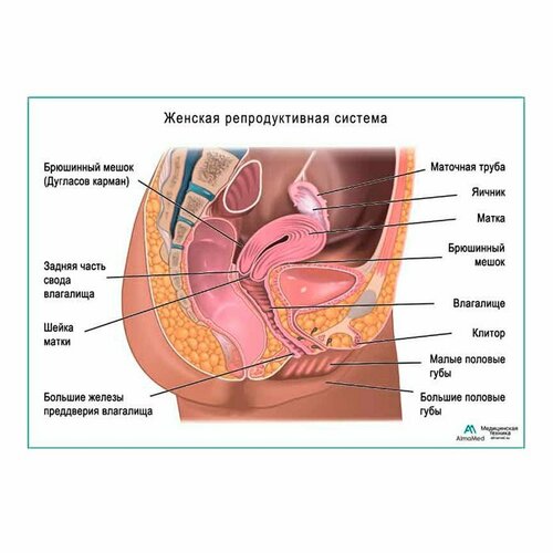 Женская репродуктивная система, плакат A2+, глянцевая фотобумага от 200 г/кв. м