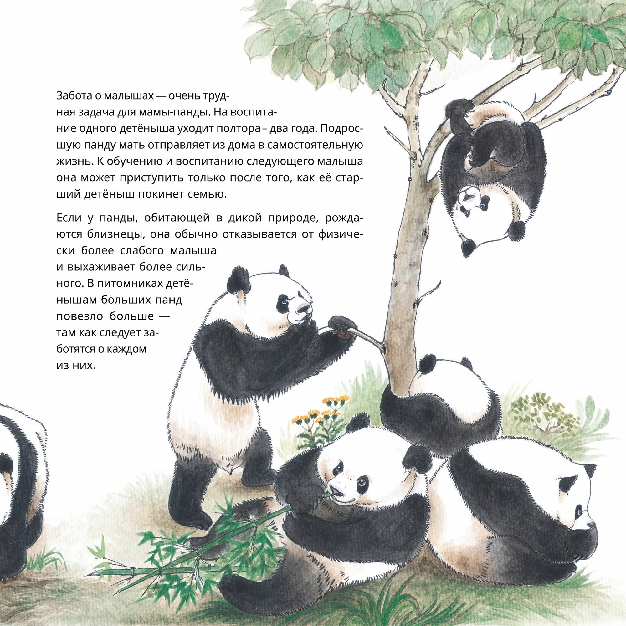 Книга Вау! Панда! / Автор: Цю Чжэньхань / Издательство: Шанс — фото 1