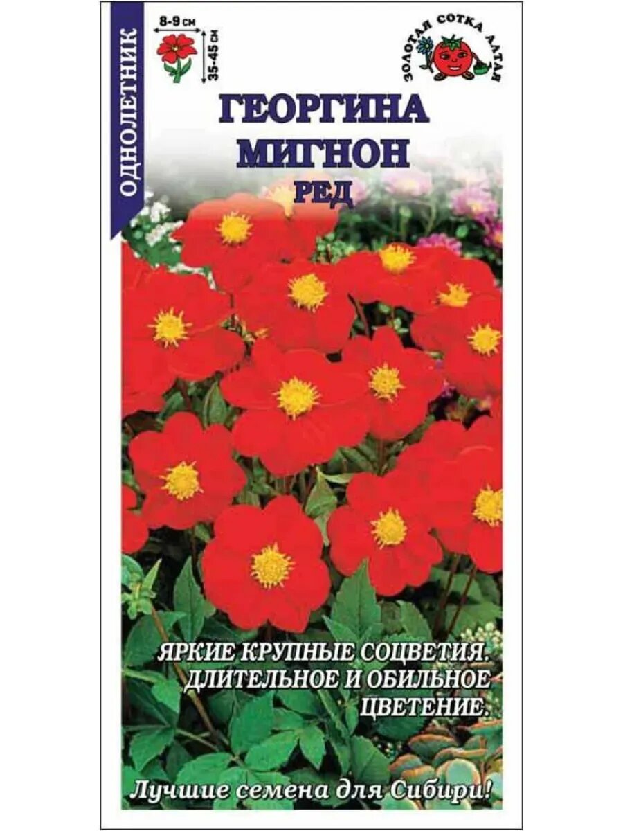 Георгина Мигнон Ред / 02г