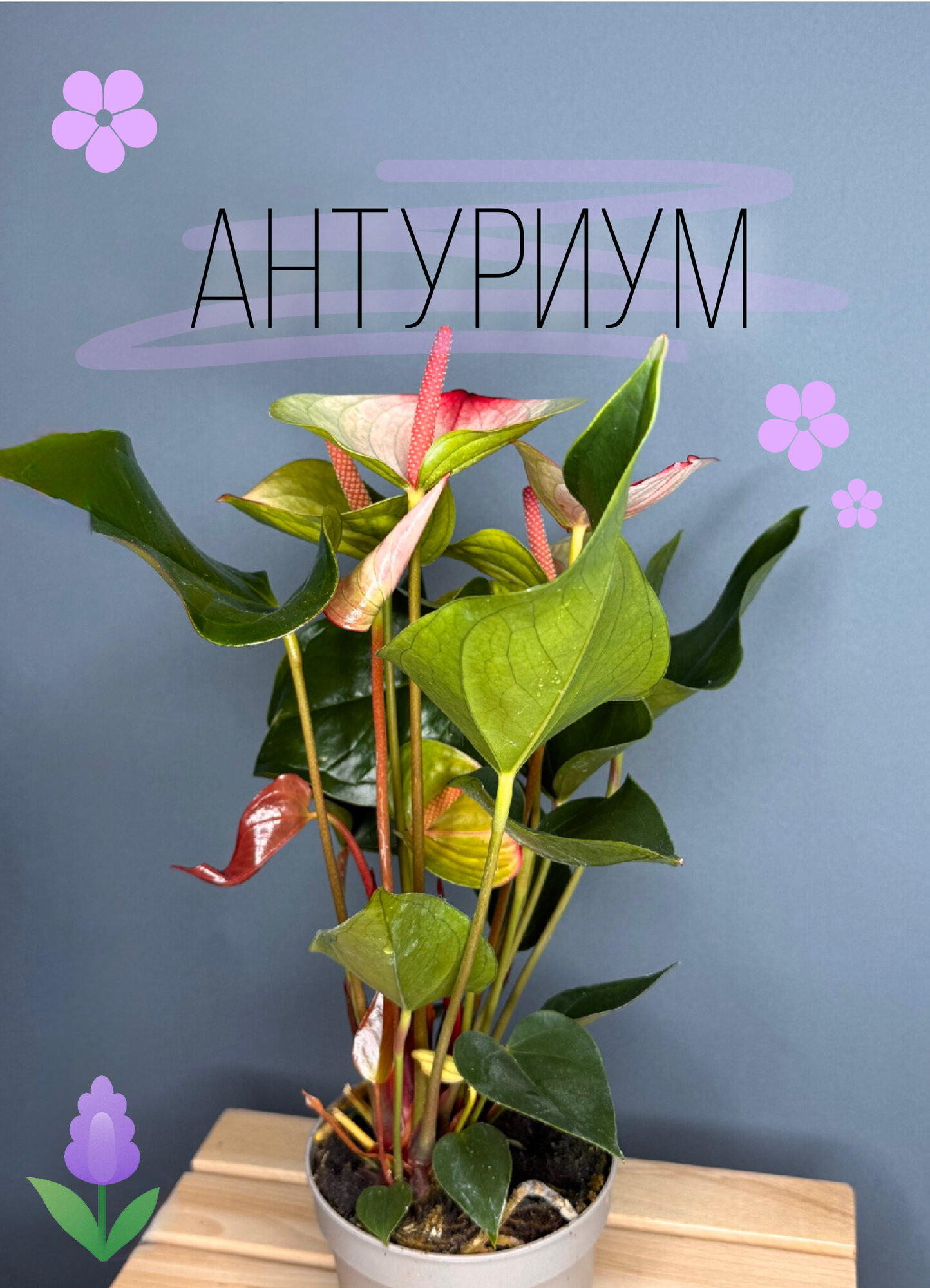 Антуриум Андре (Anthurium andreanum) — эффектное комнатное растение с глянцевыми листьями и розовыми соцветиями