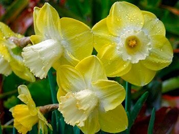 Нарцисс Вейв 5 шт