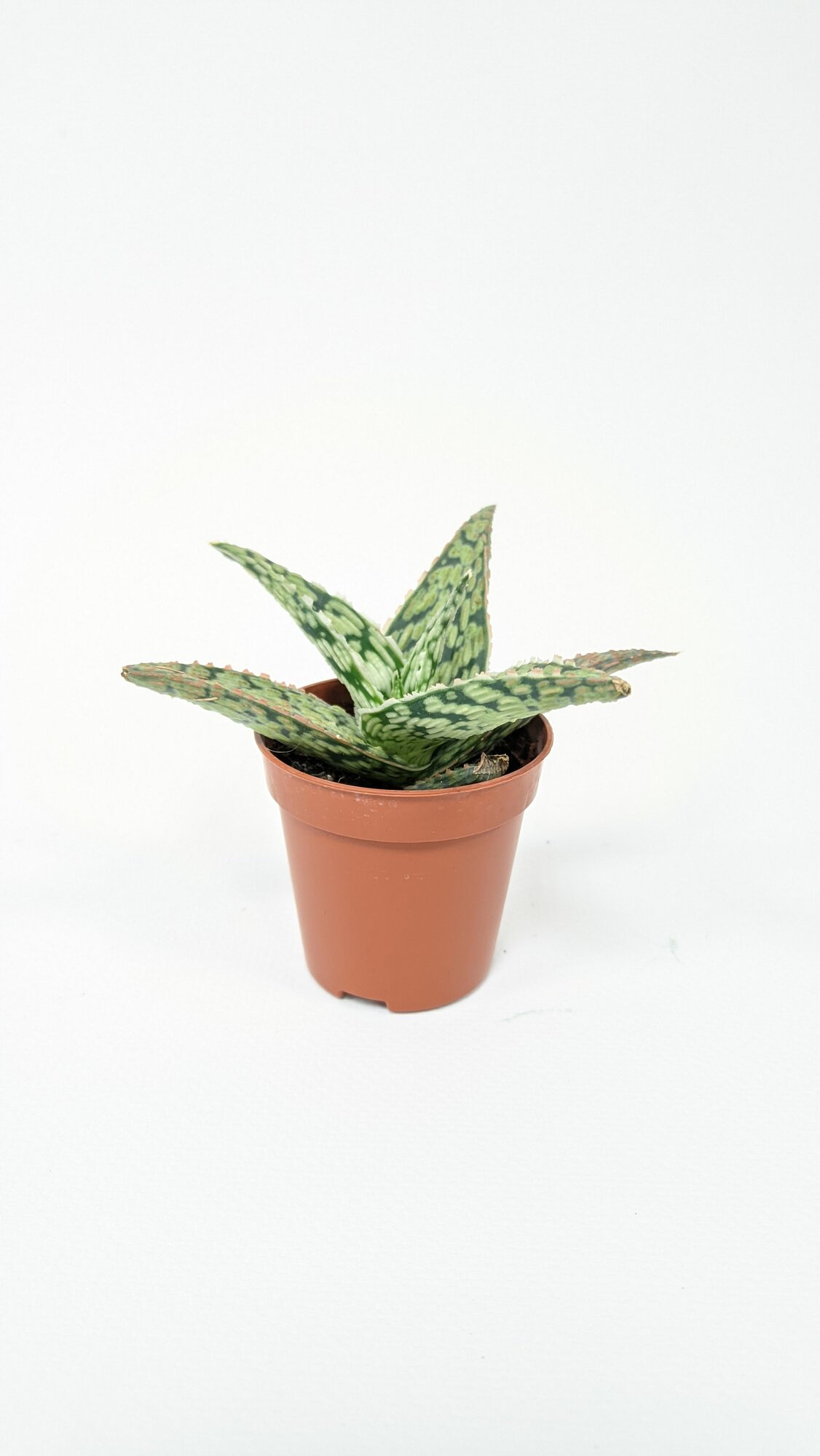 Алоэ Карола / Aloe Carola / диаметр горшка 5см, высота растения 5-8см