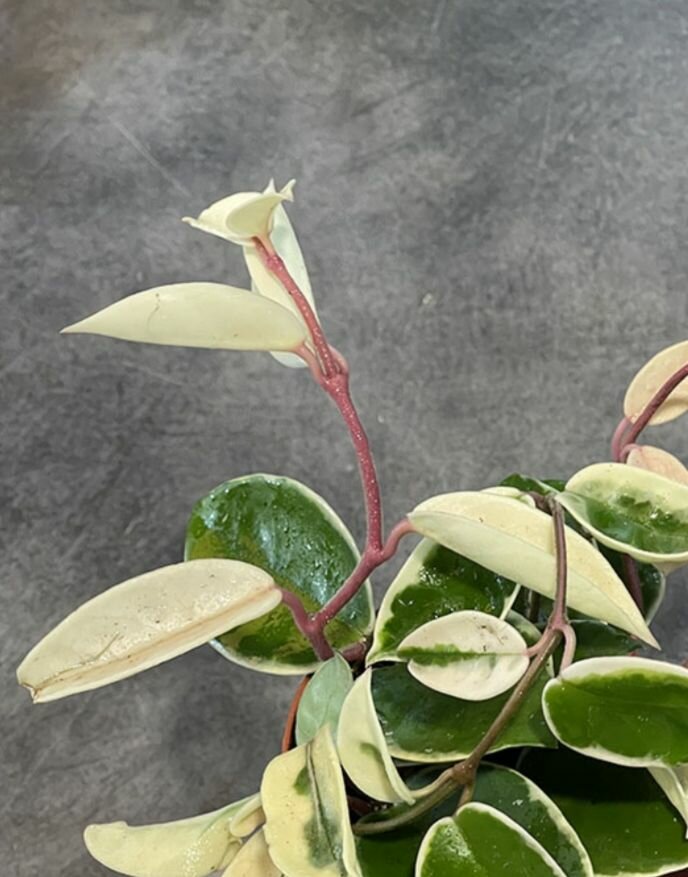 Hoya carnosa Crimson Queen (хойя карноза кримсон квин)