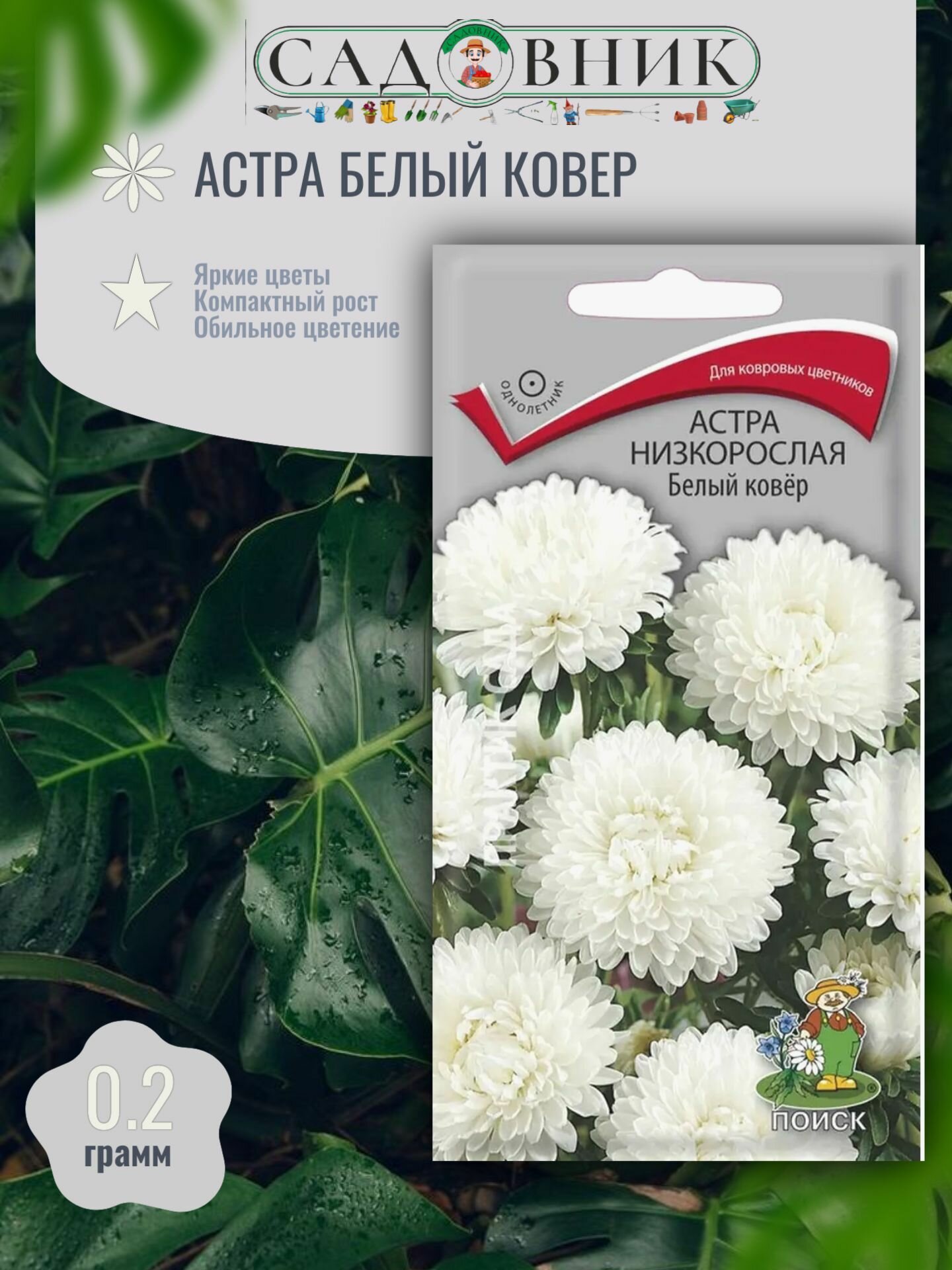 Астра Белый ковер 0.2 г / Поиск