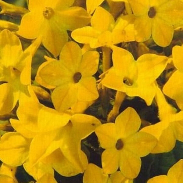 Семена цветов Гавриш "Табак душистый Желтый", однолетние, неприхотливые, аромат — фото 1