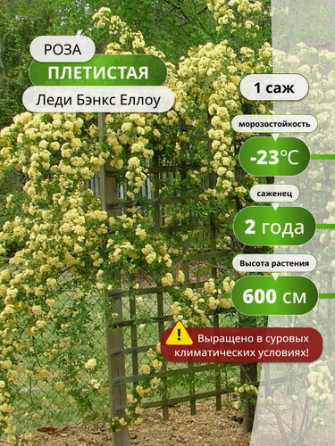 Изображение товара Роза плетистая "Леди Бэнкс" Lady Banks Yellow, многолетняя, жёлтая, , 1 шт