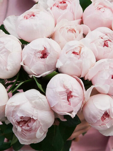 Изображение товара Роза флорибунда Пиони Пинк (Peony Pink) , 1 саж , многолетняя , розовая