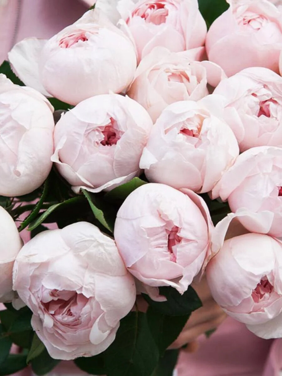 Роза флорибунда Пиони Пинк (Peony Pink) , 1 саж , многолетняя , розовая