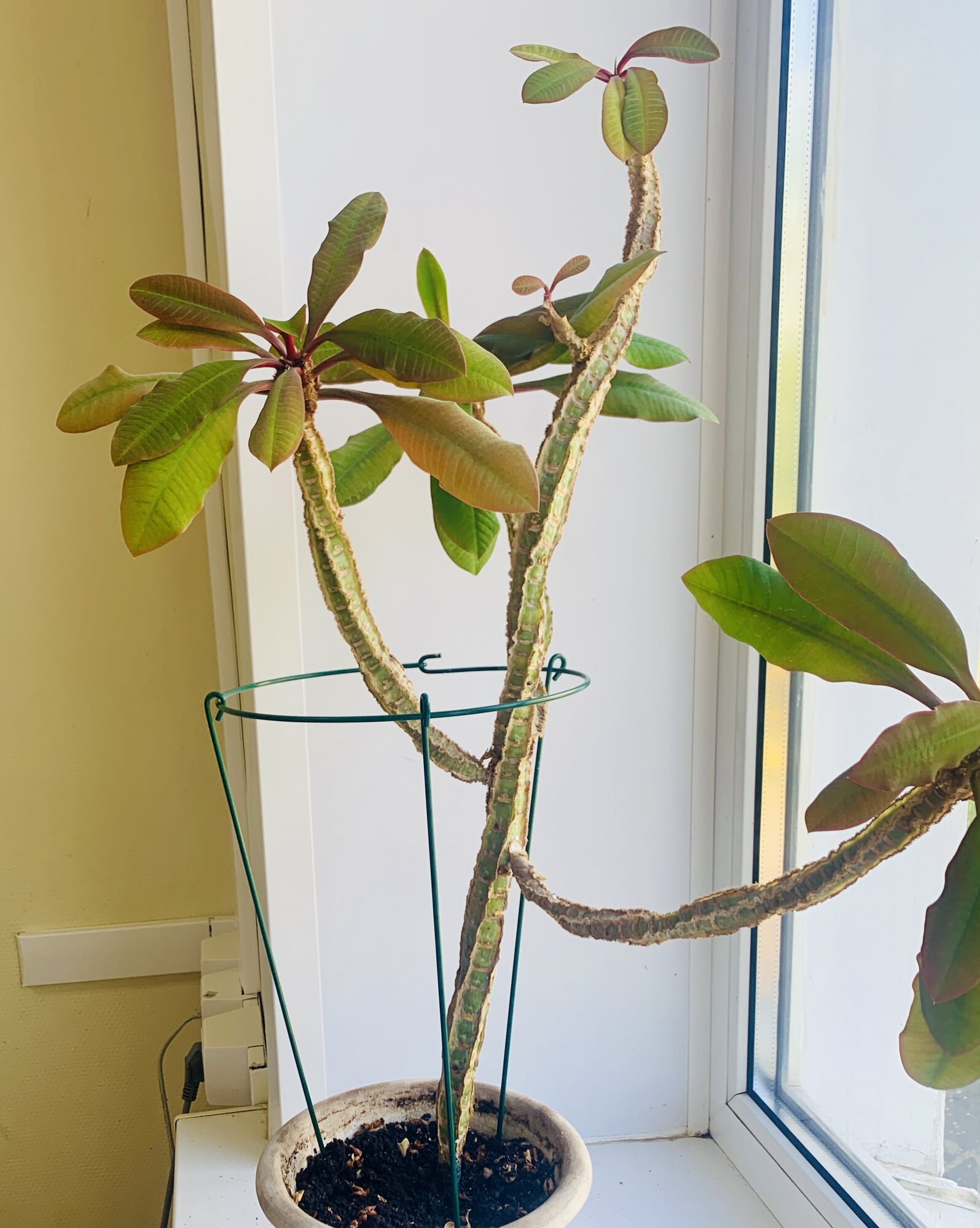 Опора для растений кустодержатель 50х20см — фото 1