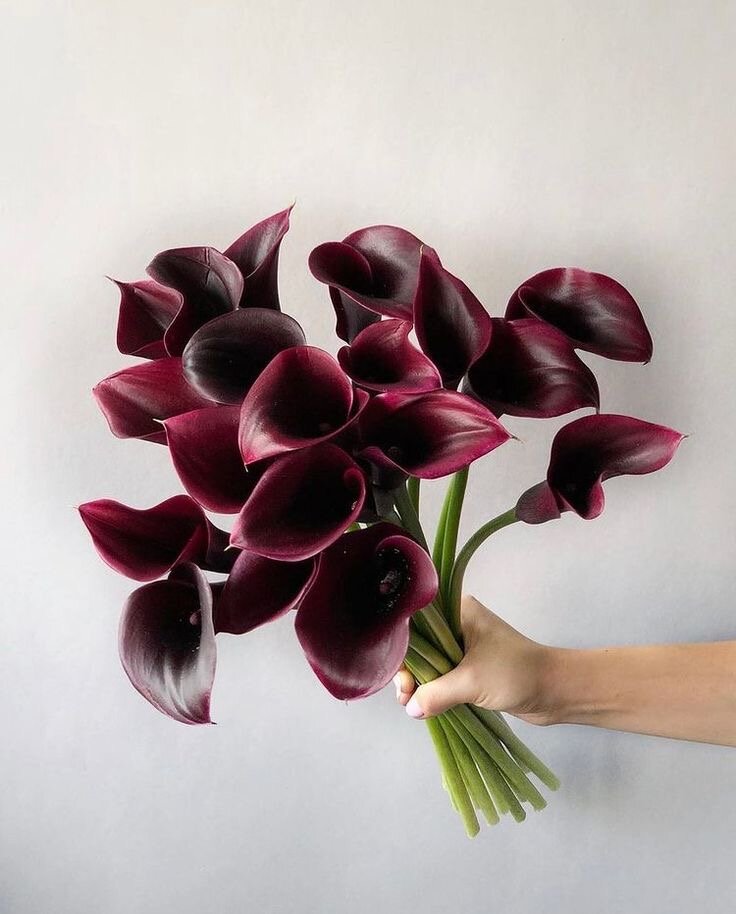 Букет живых цветов "NURA FLOWERS" каллы элитные 19 шт. на стеблях атласная лента - доставка по Москве